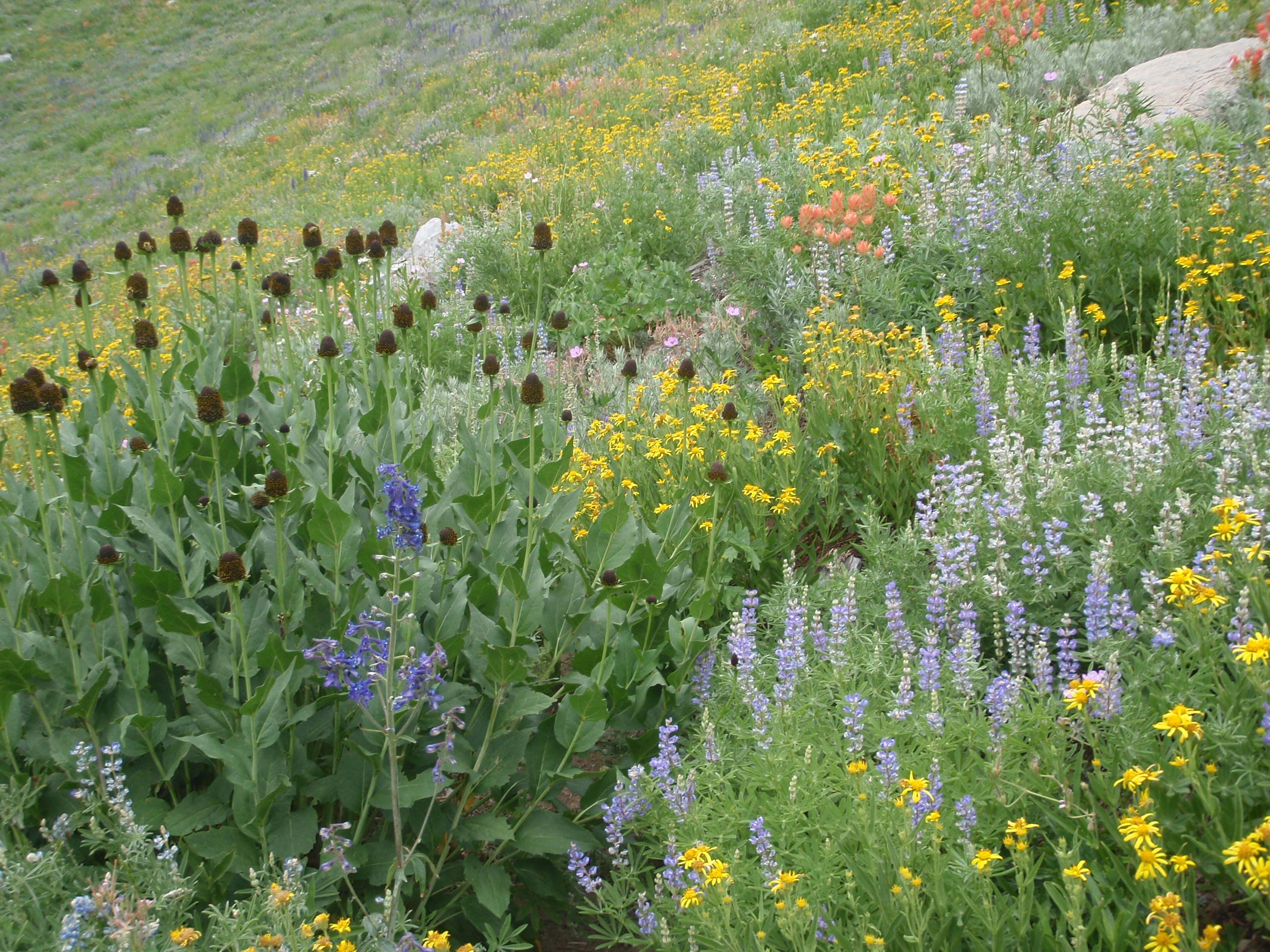 wildflowers in a mountain meadow