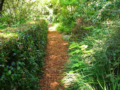 Bark mulch path lined with a hedge and greenery