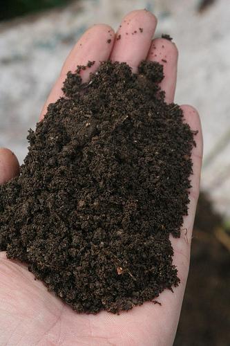 Compost in an open palm