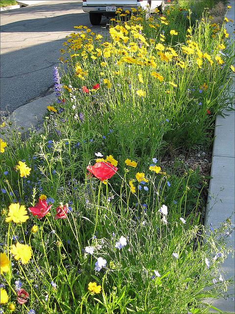 many colored wildflower mix in a narrow parking strip