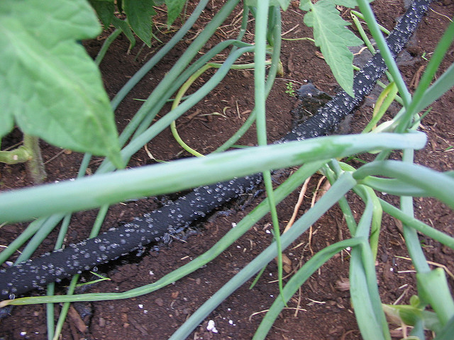 close up of a section soaker hose used for irrigation