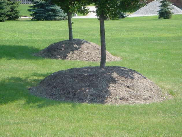 Trees with mulch around the bases