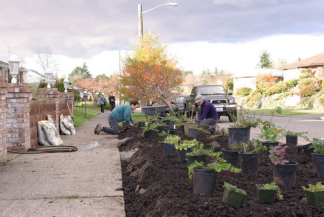 people planting many perennial plants on a parking strip