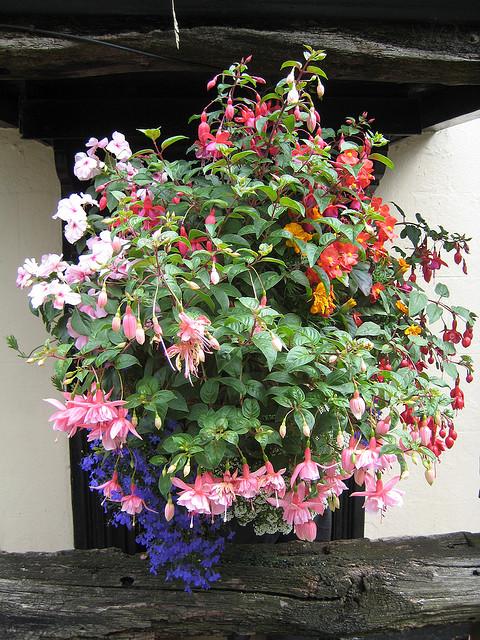 Colorful flowers in a hanging basket