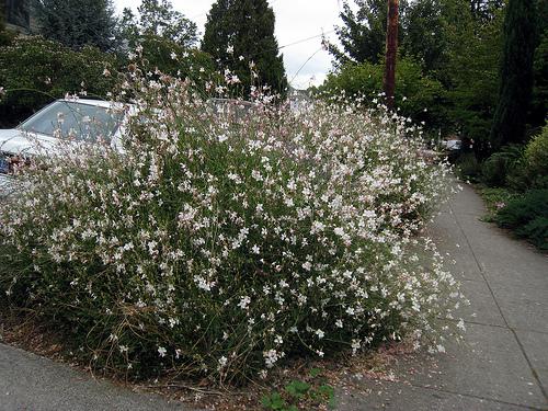 White flowers with long stems in a bush shape 