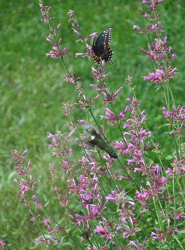 Butterfly and hummingbird feeding on small purple flowers