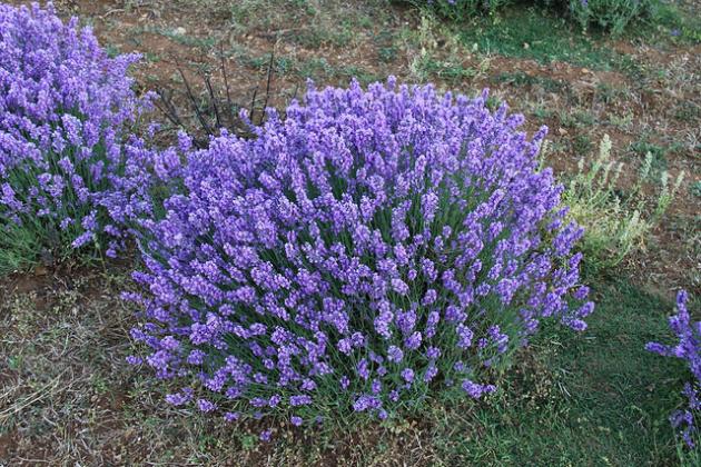 Mounded shrub with purple flowers