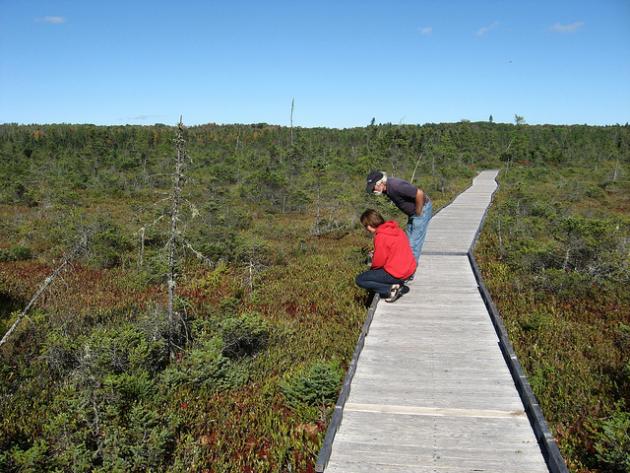 Two people on a board walk looking at sphagnum peat moss
