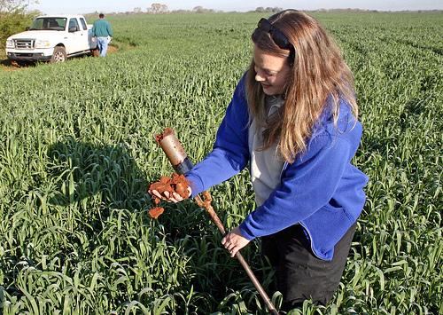 Person taking a soil sample in a field
