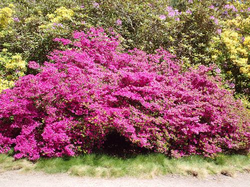 shrub covered in bright pink flowers