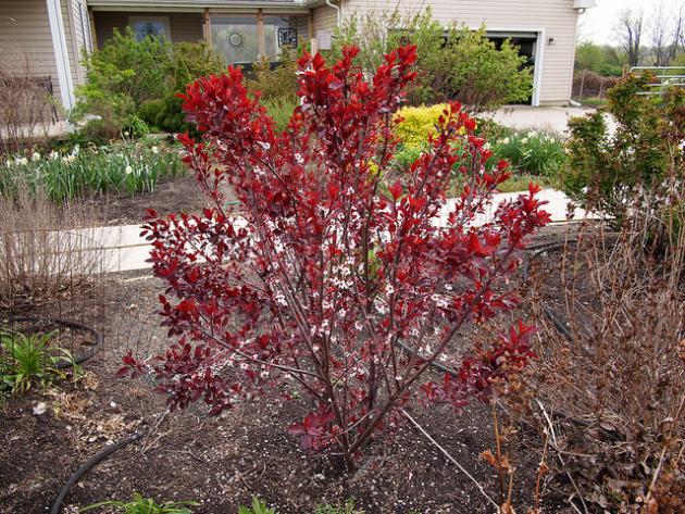 Shrub with red leaves in a garden