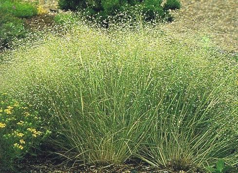 Two Indian rice grass plants