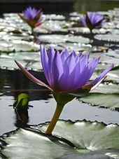 purple water lilies in a pond