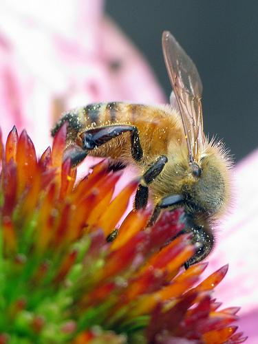 Bee visiting flower