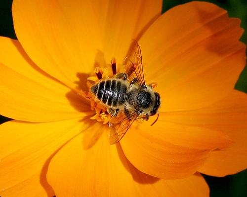 Bee visiting orange flower