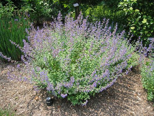 Plant with purple flowers on long stems