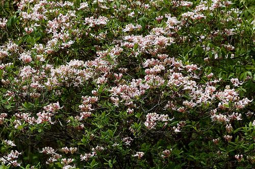 Shrub in bloom with pink flowers