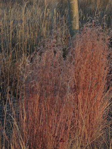reddish brown color of Little bluestem grass in the fall