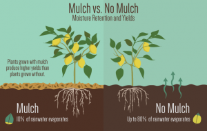 Diagram comparing mulched and unmulched soils.