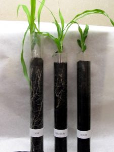 Small plants in test tubes for an experiment