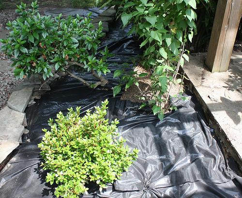 Weed barrier fabric placed around shrubs
